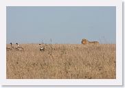 15SerengetiAMGameDrive - 09 * This male Lion paraded by an old kill being worked over by vultures.